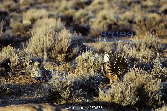 : Sage Grouse - male strutting before several hens : Sage Grouse - male strutting before several hens