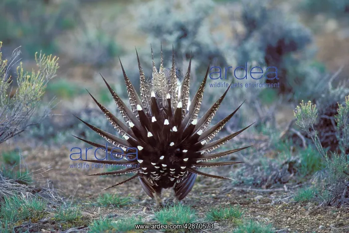 : Sage Grouse - male strutting on lek. Strutting : Sage Grouse - male strutting on lek. Strutting