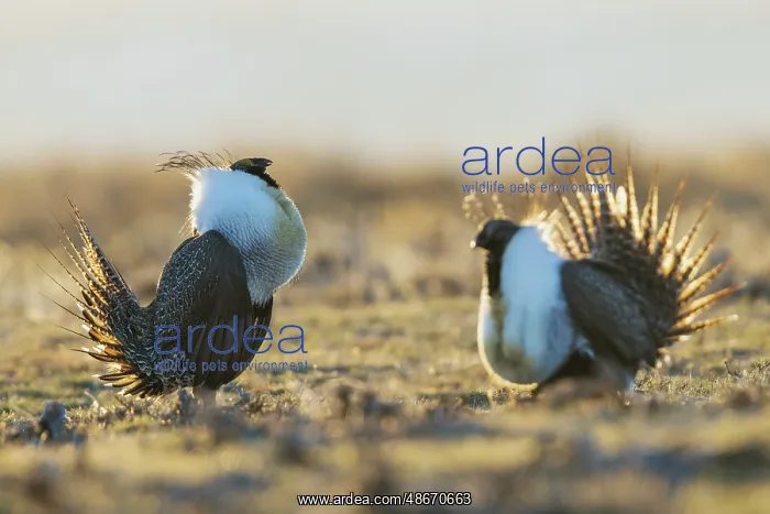 : Sage grouse males compete for the premium spot on the lek in : Sage grouse males compete for the premium spot on the lek in