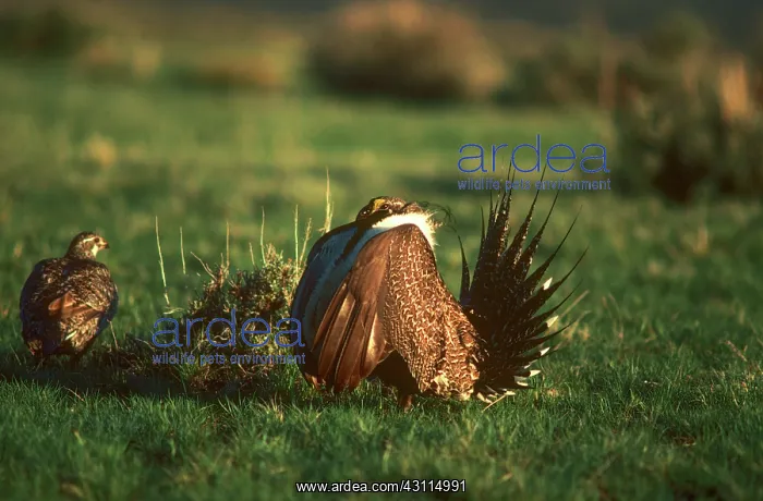 : Sage Grouse Mating Display : Sage Grouse Mating Display