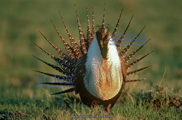 : Sage Grouse Mating Display : Sage Grouse Mating Display