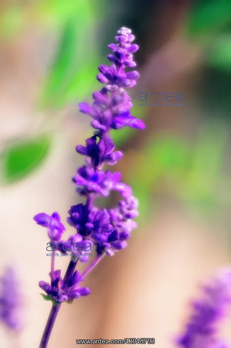 : Sage, Mealy sage, Salvia farinacea : Sage, Mealy sage, Salvia farinacea
