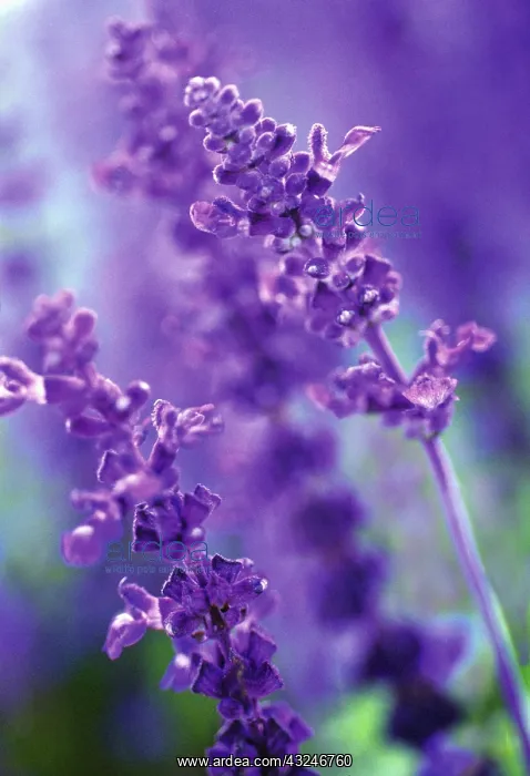 : Sage, Mealy sage, Salvia farinacea Victoria : Sage, Mealy sage, Salvia farinacea Victoria