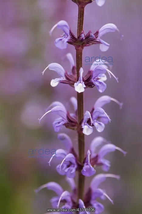 : Sage Purple sage, Salvia nemorosa, Purple subject : Sage Purple sage, Salvia nemorosa, Purple subject