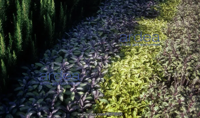 : Sage, Purple sage, Salvia officinalis Purpurascens : Sage, Purple sage, Salvia officinalis Purpurascens
