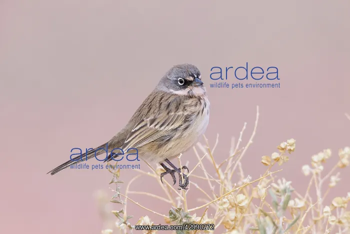 : Sage / Sagebrush Sparrow - January : Sage / Sagebrush Sparrow - January