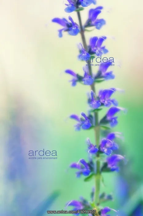 : Sage, Salvia : Sage, Salvia