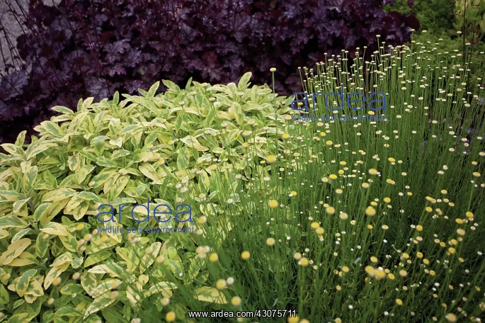 : Sage, Salvia : Sage, Salvia