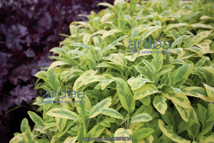 : Sage, Salvia : Sage, Salvia