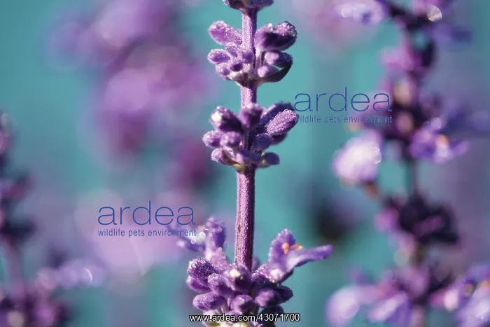 : Sage, Salvia farinacea Evolution : Sage, Salvia farinacea Evolution