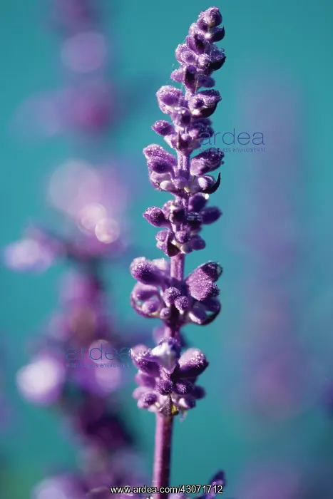 : Sage, Salvia farinacea Evolution : Sage, Salvia farinacea Evolution