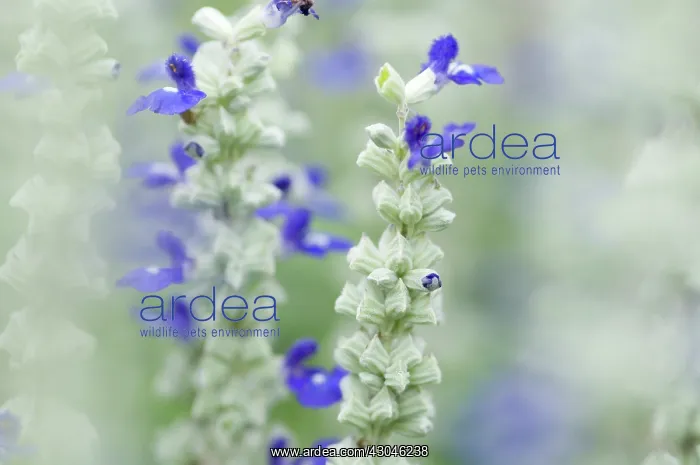: Sage, Salvia farinacea Strata : Sage, Salvia farinacea Strata