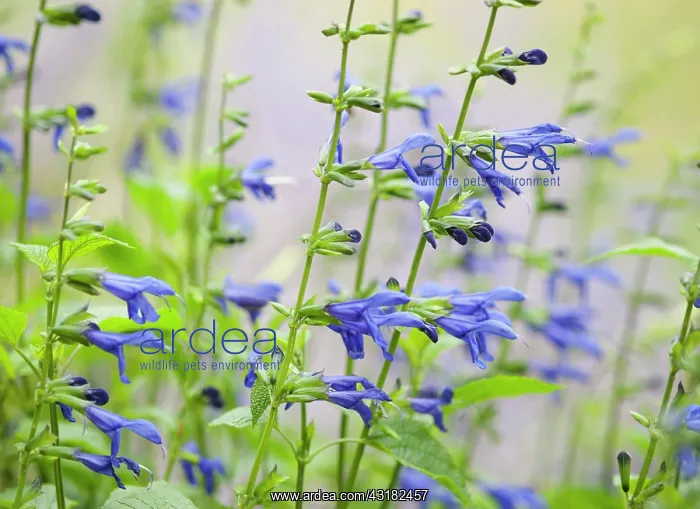 : Sage, Salvia guaranitica Blue Enigma, Side view : Sage, Salvia guaranitica Blue Enigma, Side view