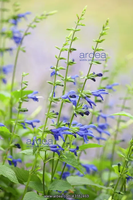 : Sage, Salvia guaranitica Blue Enigma, Side view : Sage, Salvia guaranitica Blue Enigma, Side view
