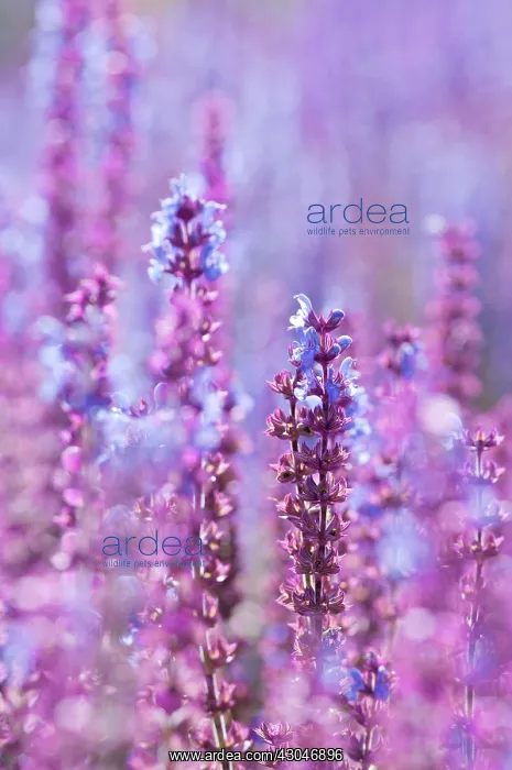 : Sage, Salvia nemorosa Ostfriesland : Sage, Salvia nemorosa Ostfriesland