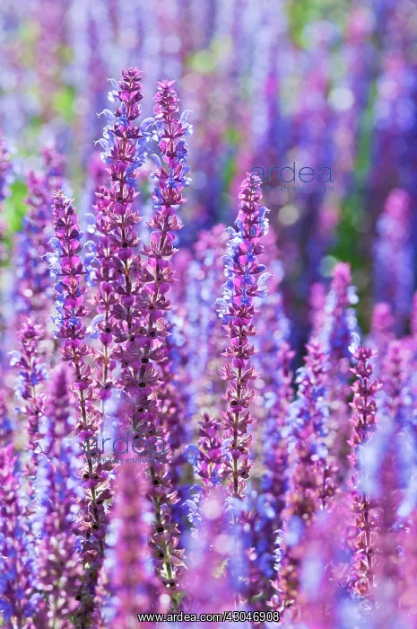 : Sage, Salvia nemorosa Ostfriesland : Sage, Salvia nemorosa Ostfriesland
