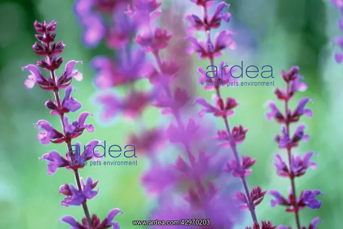 : Sage, Salvia nemorosa Superba : Sage, Salvia nemorosa Superba