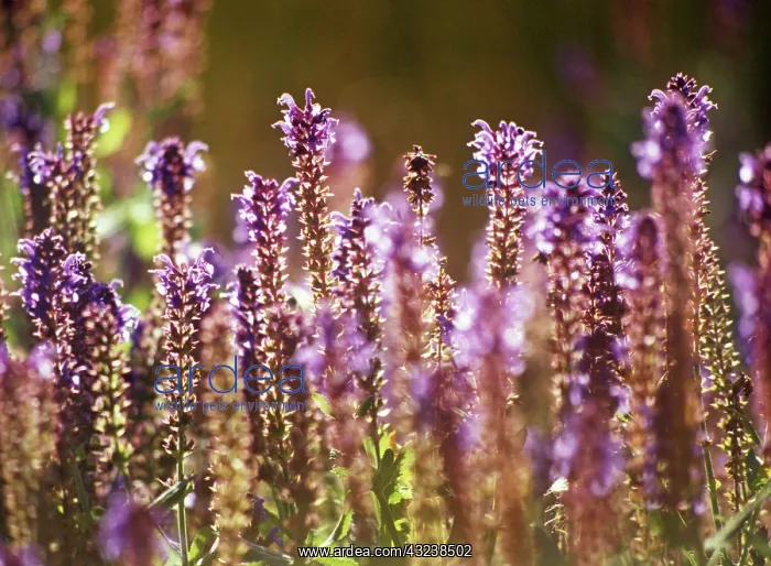 : Sage, Salvia nemorosa Superba : Sage, Salvia nemorosa Superba