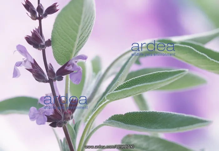 : Sage, Salvia officinalis : Sage, Salvia officinalis