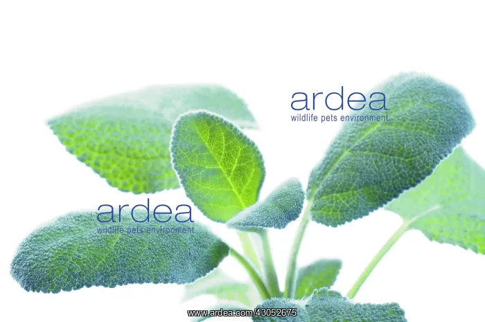  : Sage, Salvia officinalis