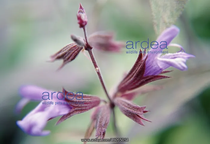 : Sage, Salvia officinalis : Sage, Salvia officinalis