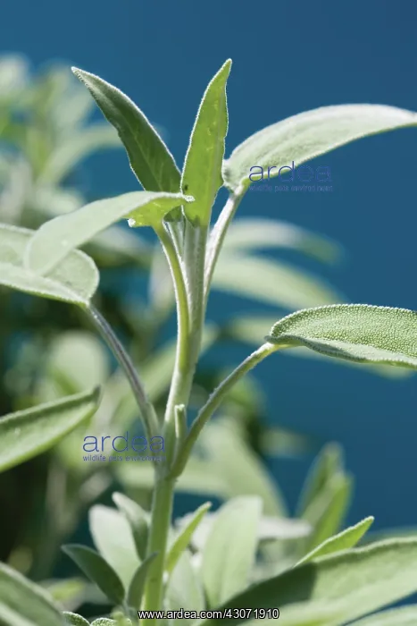 : Sage, Salvia officinalis : Sage, Salvia officinalis