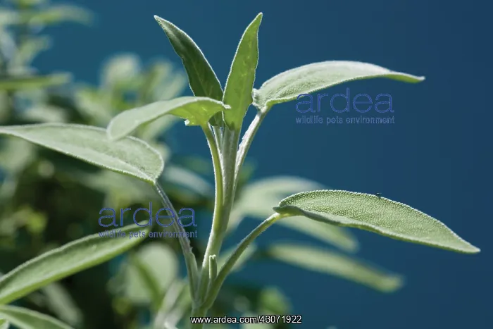 : Sage, Salvia officinalis : Sage, Salvia officinalis