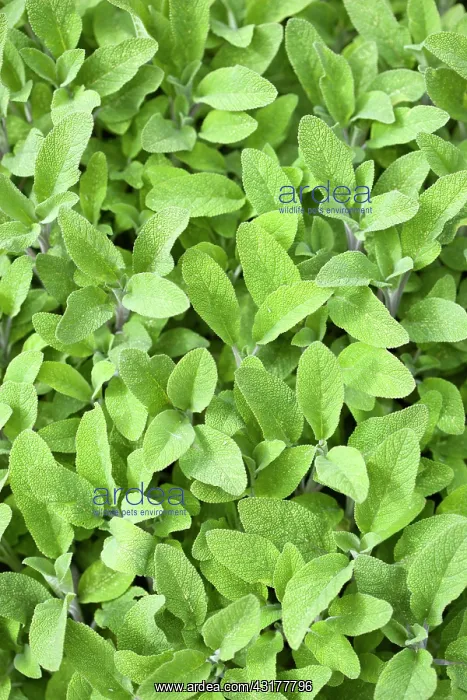 : Sage, Salvia officinalis, Close up of mass of dense : Sage, Salvia officinalis, Close up of mass of dense