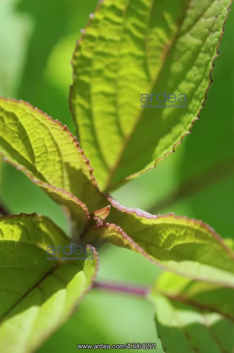 : Sage, Salvia officinalis Icterina : Sage, Salvia officinalis Icterina