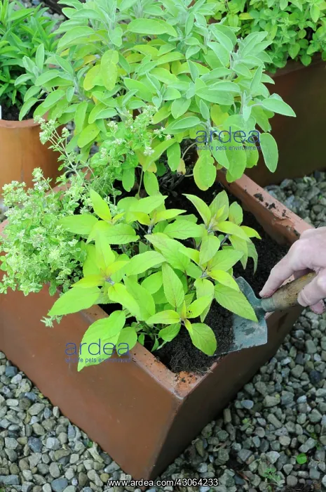 : Sage, Salvia officinalis Icterina : Sage, Salvia officinalis Icterina