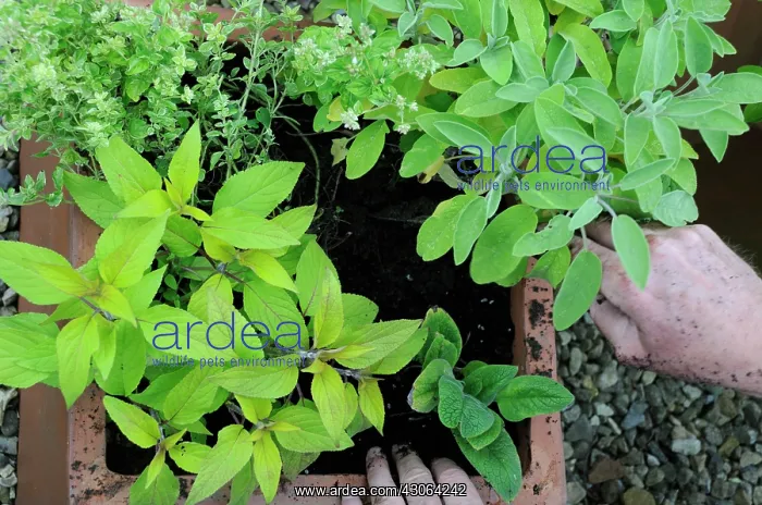: Sage, Salvia officinalis Icterina : Sage, Salvia officinalis Icterina