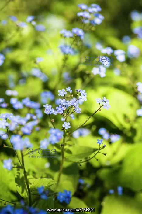 : Sage, Salvia officinalis, Top view of masses of : Sage, Salvia officinalis, Top view of masses of