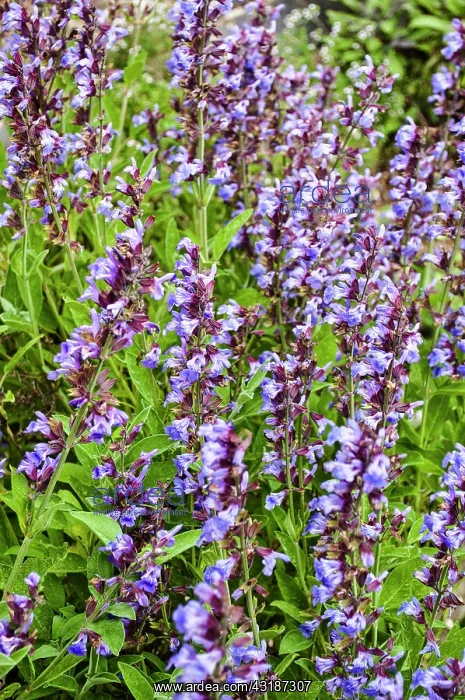 : Sage, Salvia officinalis, Top view of masses of : Sage, Salvia officinalis, Top view of masses of