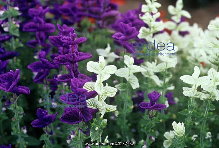 : Sage, Salvia viridis Claryssa : Sage, Salvia viridis Claryssa