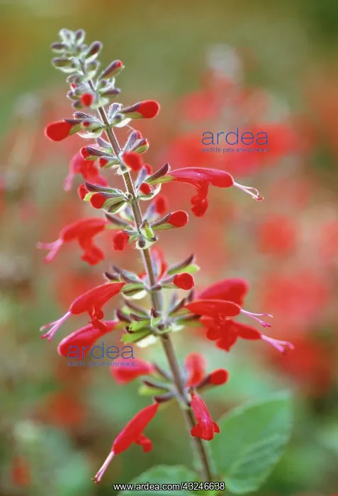 : Sage, Scarlet sage, Salvia coccinea Lady in Red : Sage, Scarlet sage, Salvia coccinea Lady in Red