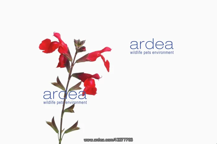 : Sage, Scarlet sage, Salvia splendens, Red subject : Sage, Scarlet sage, Salvia splendens, Red subject