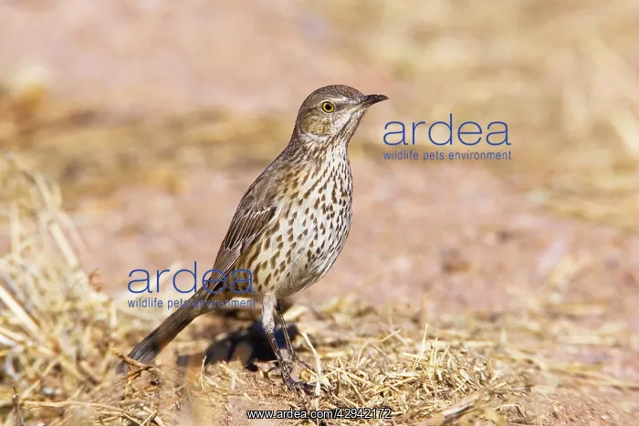  : Sage Thrasher
