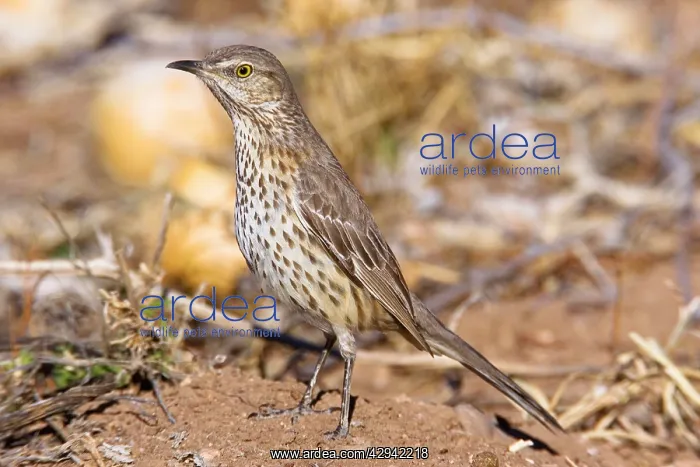  : Sage Thrasher