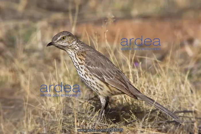  : Sage Thrasher