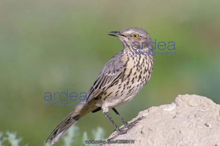 : Sage Thrasher : Sage Thrasher