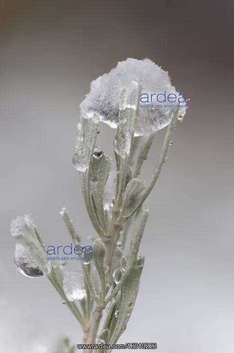 : Sagebrush, Artemisia tridentata : Sagebrush, Artemisia tridentata