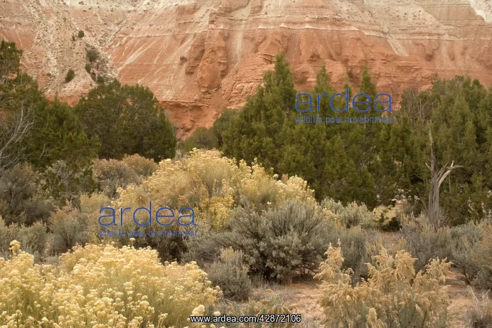 : Sagebrush high desert land : Sagebrush high desert land