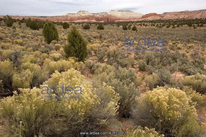 : Sagebrush high desert land : Sagebrush high desert land