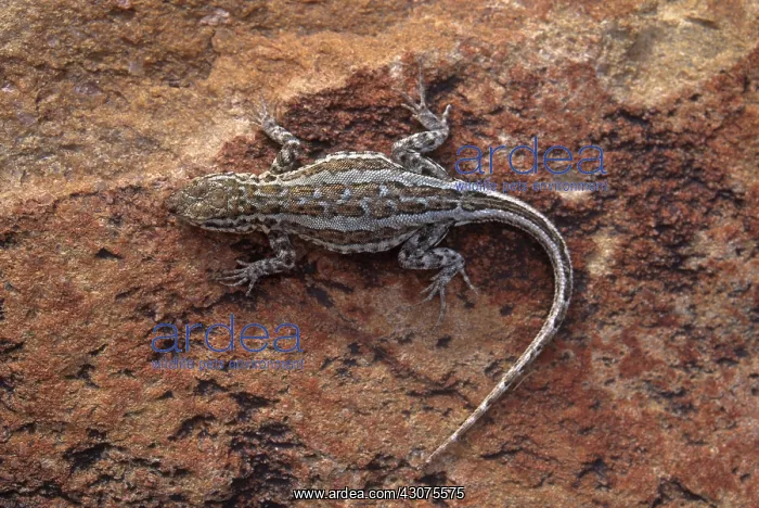 : Sagebrush Lizard : Sagebrush Lizard