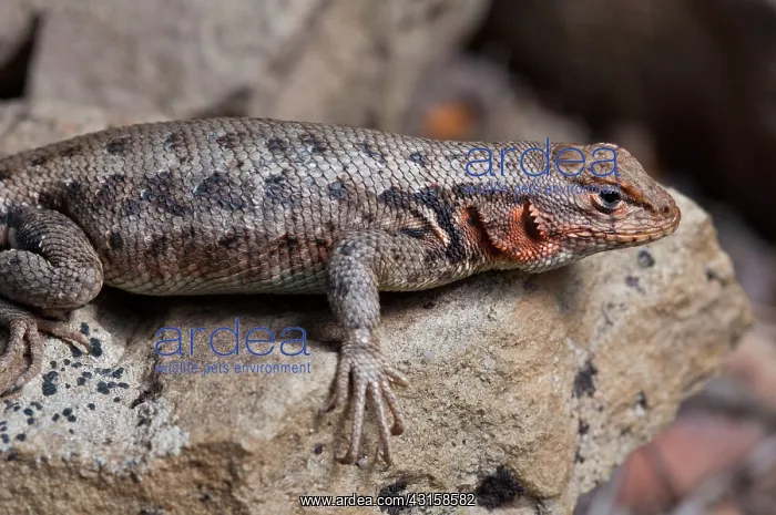 : Sagebrush Lizard : Sagebrush Lizard