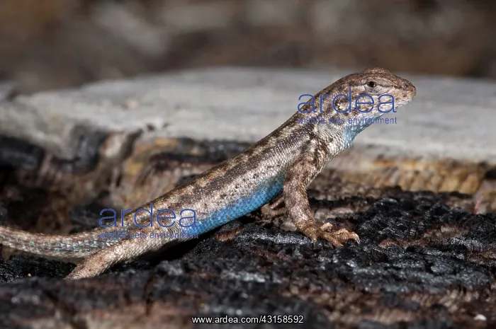 : Sagebrush Lizard : Sagebrush Lizard