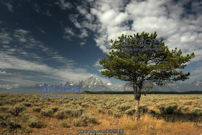 : Sagebrush and tree with the Teton range in background : Sagebrush and tree with the Teton range in background
