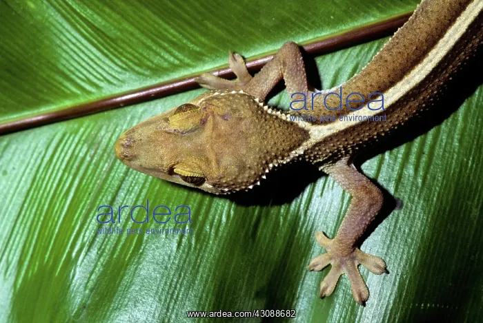 : Sago Gecko (Gekko vittatus)