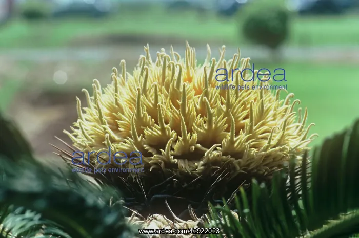 : Sago Palm - cone : Sago Palm - cone