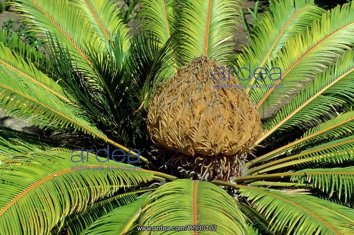 : Sago Palm - female flower : Sago Palm - female flower